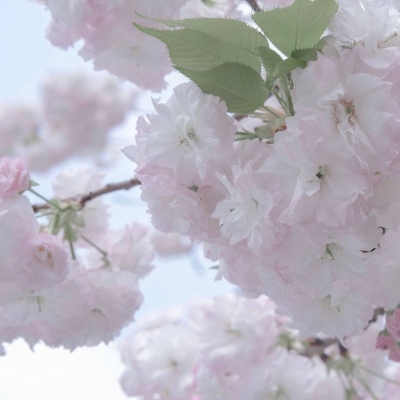 青铜峡FurryQQ群介绍